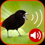 Birds Ringtones icon