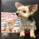 PuzzleYorkie icon