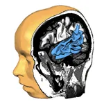 Brain Tutor 3D icon