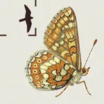 British & Irish Butterflies icon