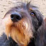 Dog Whistle (1-18 kHz) icon