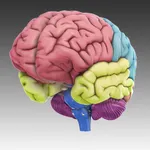 3D Brain icon