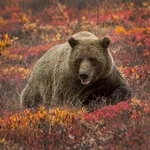 Bear Sounds (Growl & Roar) icon