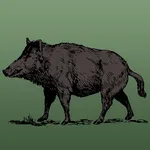 Wild Hog Sounds icon