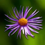 Wild-flowers icon