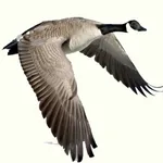 Waterfowl Call icon