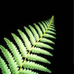 New Zealand Nature Sounds icon