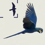 Birds of Brazil icon
