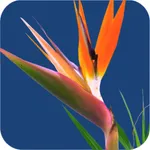 floralapp icon