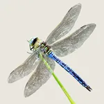 Dragonflies & Damselflies icon