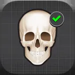 Human Skeleton: Beginner Bones icon