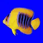 Fishes: East Pacific icon