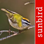Vogel Id Schweiz icon