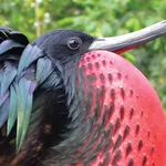 Christmas Island Birds icon