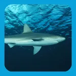 eGuide to Sharks and Rays icon