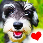 Dogs - Everything for Dog Lovers! icon
