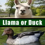 Llama or Duck icon