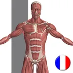 Anatomie Visuel icon