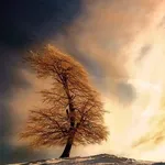 Wind Calming Night Sounds icon