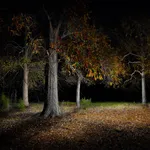 Woods Night Sound for Sleeping icon