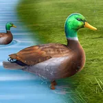 Real Duck Life Simulator 3D icon