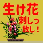 生け花刺しっ放し！ icon