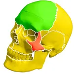 Skull Bones Easy Anatomy icon