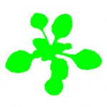 Easy Leaf Area icon