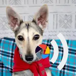 PhotoTalk.bennie icon