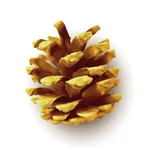 True Natured Creatives icon