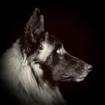 DogJournal icon