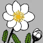 NT Wildflowers icon