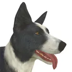 Sheep Dog Challenge icon