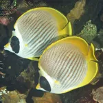 Philippines Fish ID icon