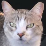 BPMeow | BPM to ms Calculator icon