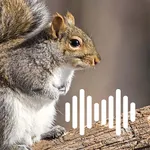 Hunting Calls: Squirrel icon