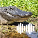 Hunting Calls: Alligator icon