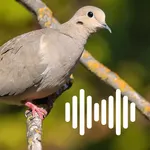 Hunting Calls: Dove icon