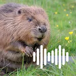 Hunting Calls: Beaver icon