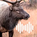 Hunting Calls: Elk icon