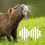 Hunting Calls: Nutria icon