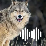Hunting Calls: Wolf icon