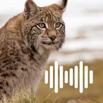 Hunting Calls: Lynx icon