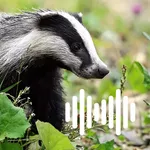 Hunting Calls: Badger icon