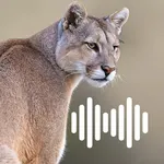 Hunting Calls: Cougar icon