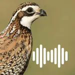 Hunting Calls: Quail icon
