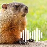 Hunting Calls: Groundhog icon