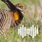 Hunting Calls: Prairie chicken icon
