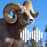 Hunting Calls: Sheep icon