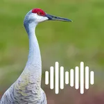Hunting Calls: Crane icon